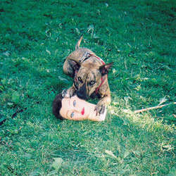 Joyce Manor "Cody" CD