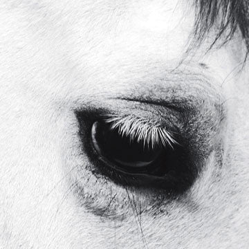 Creepoid "Horse Heaven" CD
